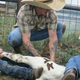 Illustration for article titled How To Brand A Cow Like A Cowboy